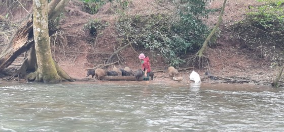 Lùa heo rừng vào rừng âm u nuôi như loài hoang dã ở Quảng Bình, bí quyết thành công nằm ở một nắm muối - Ảnh 1.