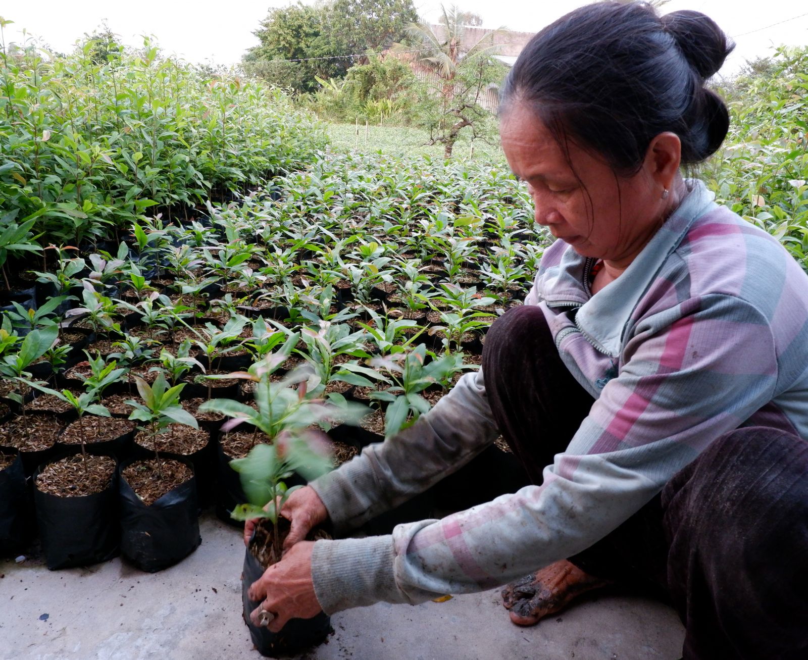 Ngồi ươm cây mai vàng làm giống, bán &quot;giá hạt rẻ&quot;, chị nông dân Long An thu tiền lẻ để dồn cục tiền - Ảnh 1.