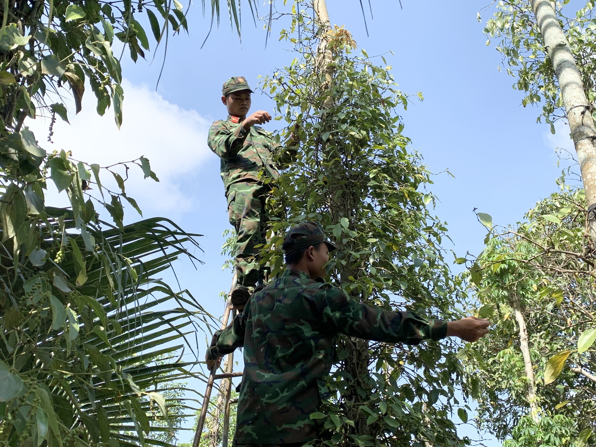 Bà Rịa - Vũng Tàu: Bộ đội giúp nông dân thu hoạch 20 tấn hạt tiêu - Ảnh 1.