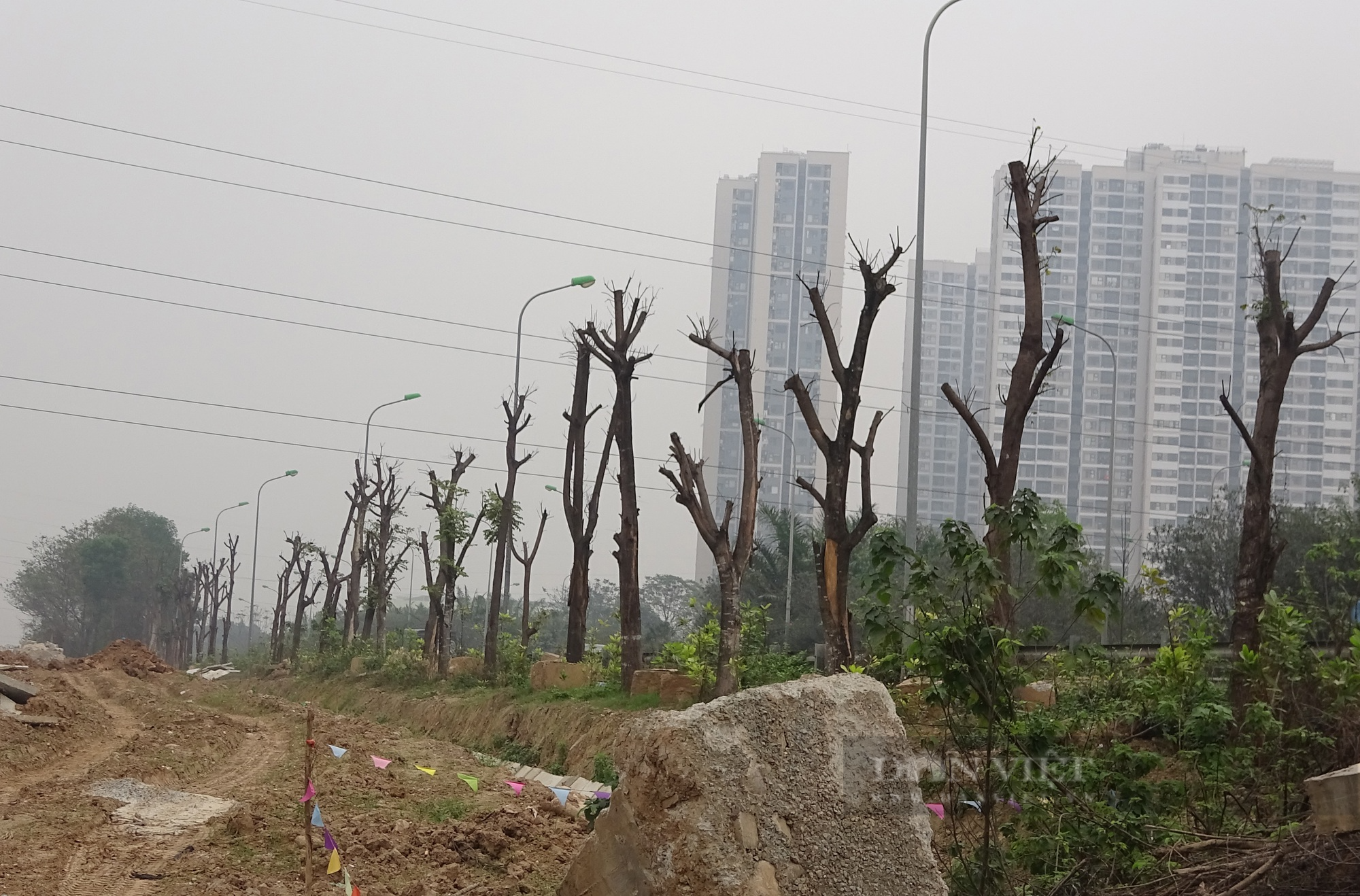 Hà Nội: Hàng trăm cây xanh chết khô ở Đại lộ Thăng Long - Ảnh 1.