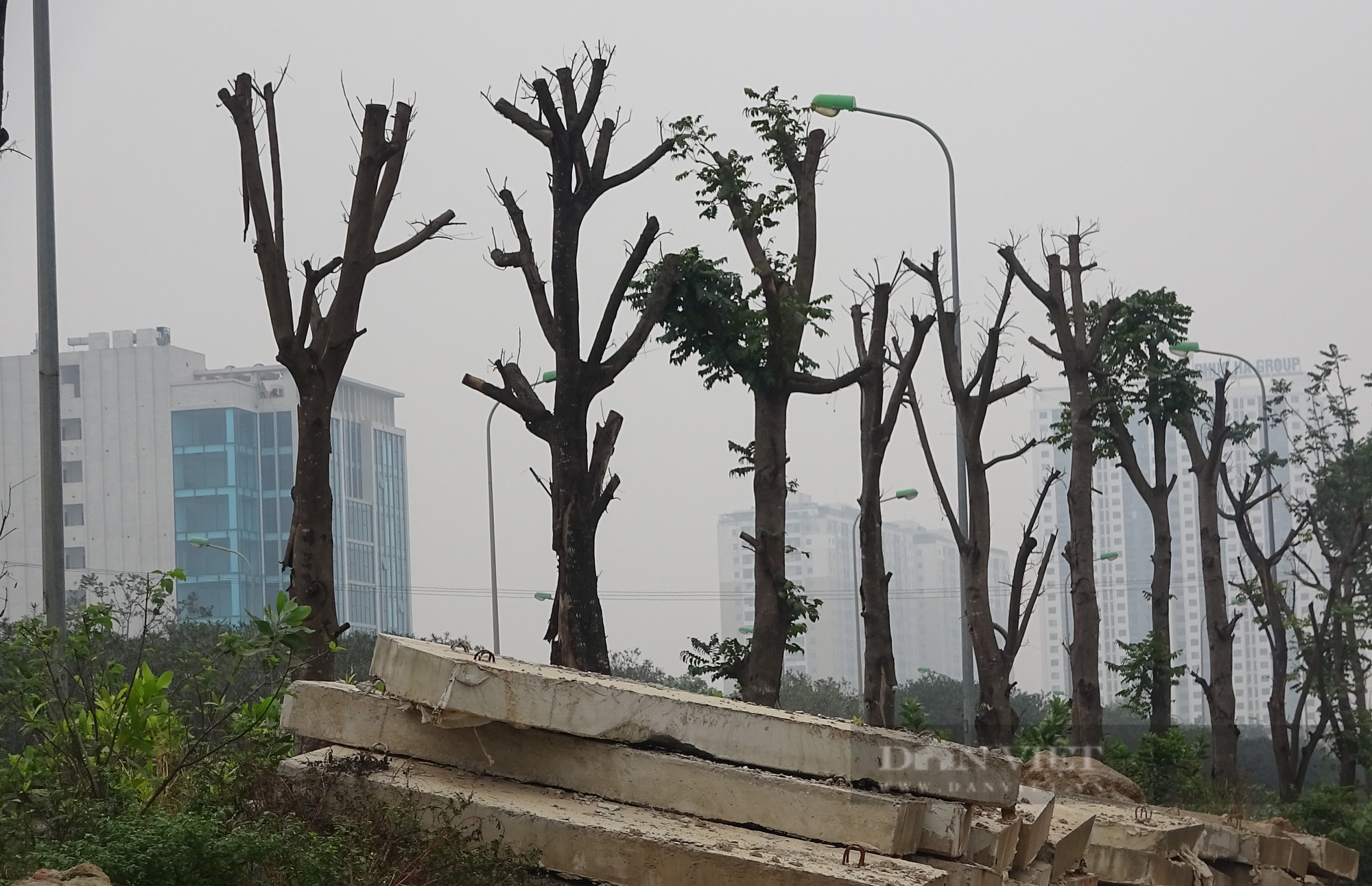 Hà Nội: Hàng trăm cây xanh chết khô ở Đại lộ Thăng Long - Ảnh 2.