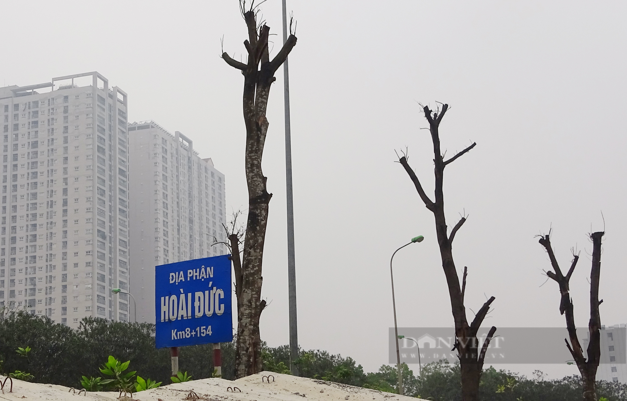 Hà Nội: Hàng trăm cây xanh chết khô trên Đại lộ Thăng Long - Ảnh 3.