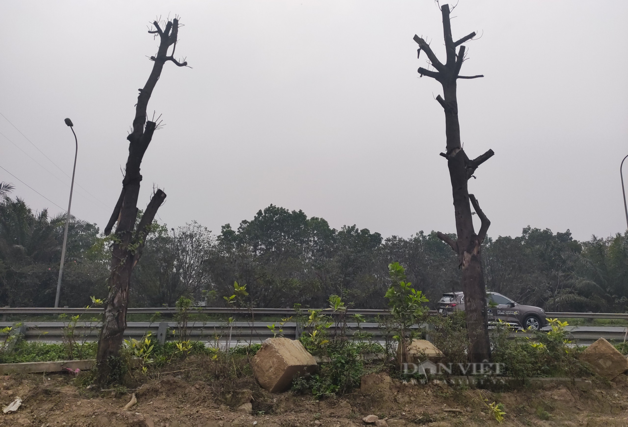 Hà Nội: Hàng trăm cây xanh chết khô ở Đại lộ Thăng Long - Ảnh 3.