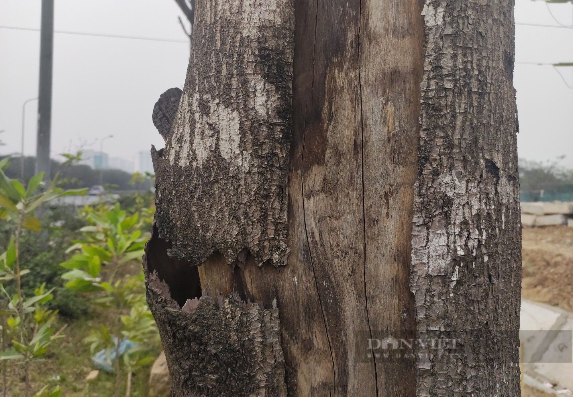 Hà Nội: Hàng trăm cây xanh chết khô ở Đại lộ Thăng Long - Ảnh 4.