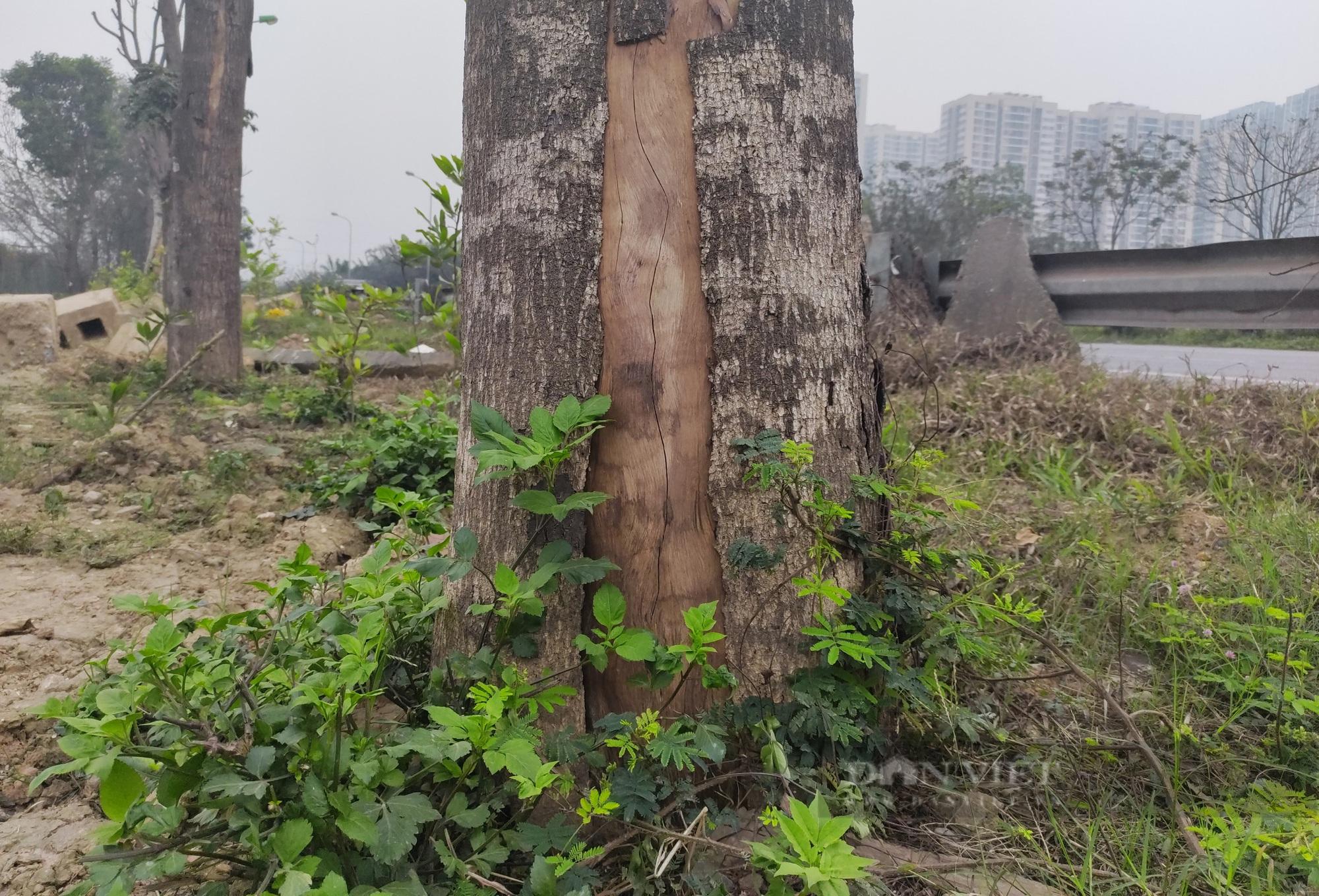 Hà Nội: Hàng trăm cây xanh chết khô ở Đại lộ Thăng Long - Ảnh 5.
