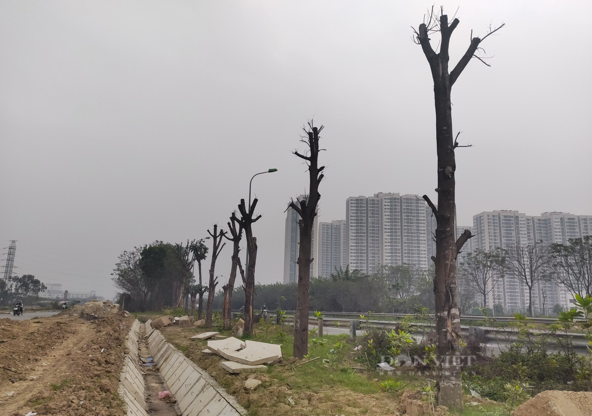 Hà Nội: Hàng trăm cây xanh chết khô ở Đại lộ Thăng Long - Ảnh 6.