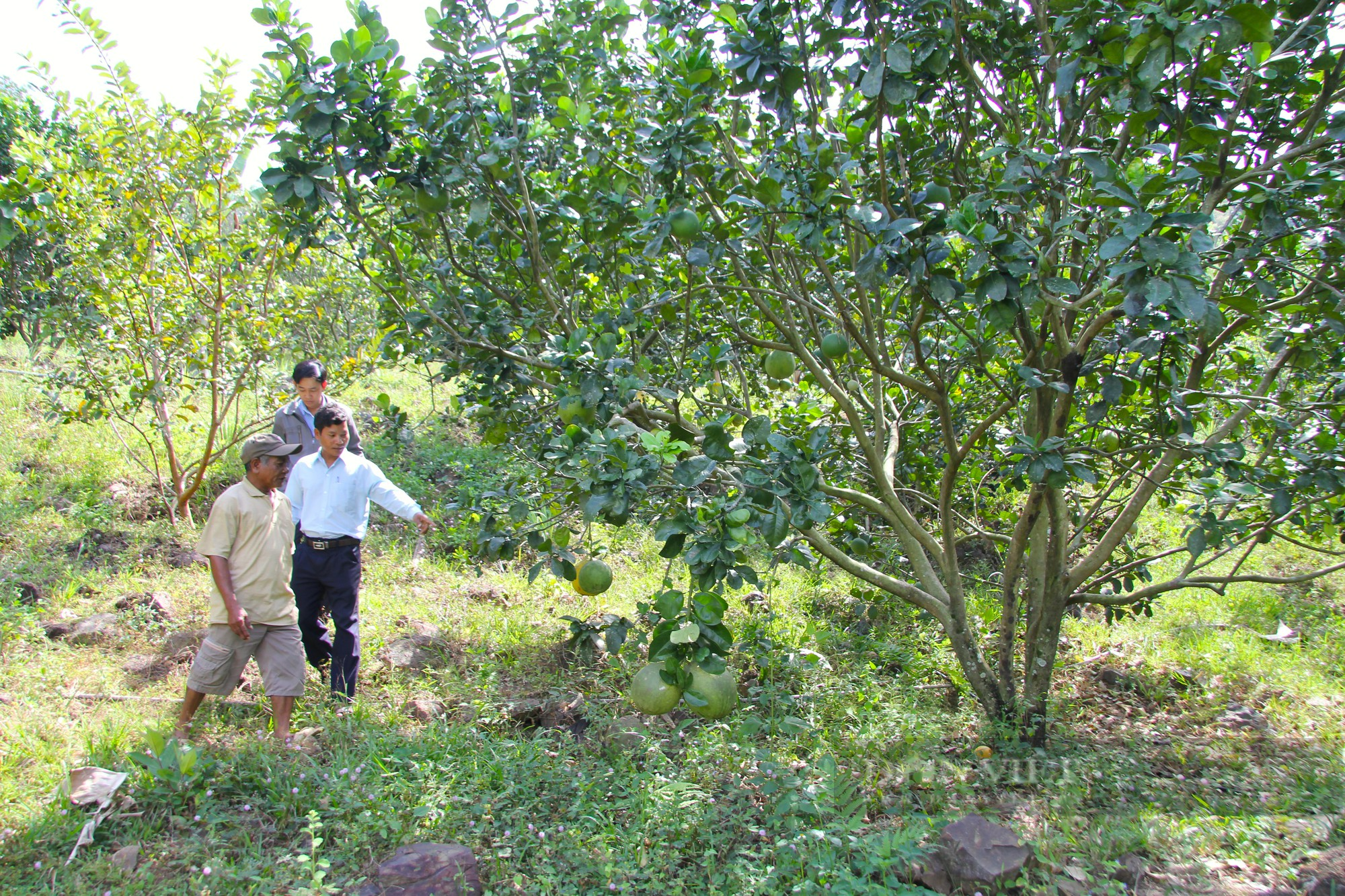 Khám phá vườn Quốc gia Phước Bình ở Ninh Thuận (Kỳ 2): Khám phá “Vương quốc” bưởi da xanh của đồng bào Raglai - Ảnh 5.