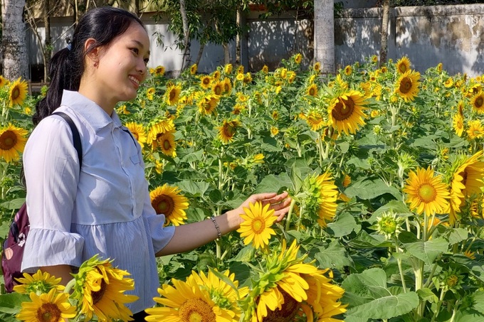 Sóc Trăng: Độc đáo với vườn hướng dương khoe sắc vàng ở nơi kiến trúc &quot;độc nhất vô nhị&quot; - Ảnh 3.