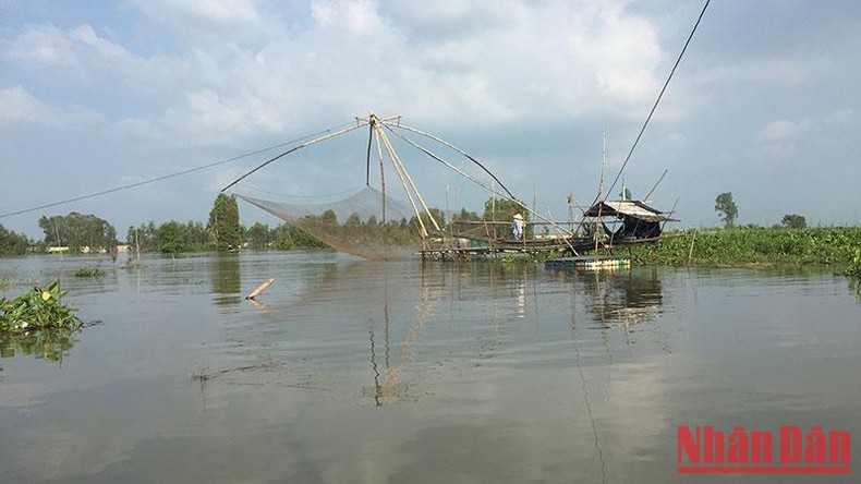 Đây là những loài cá cực ngon khi nước đồng rút ra sông, dân An Giang cứ bắt được là bán hết veo - Ảnh 6.