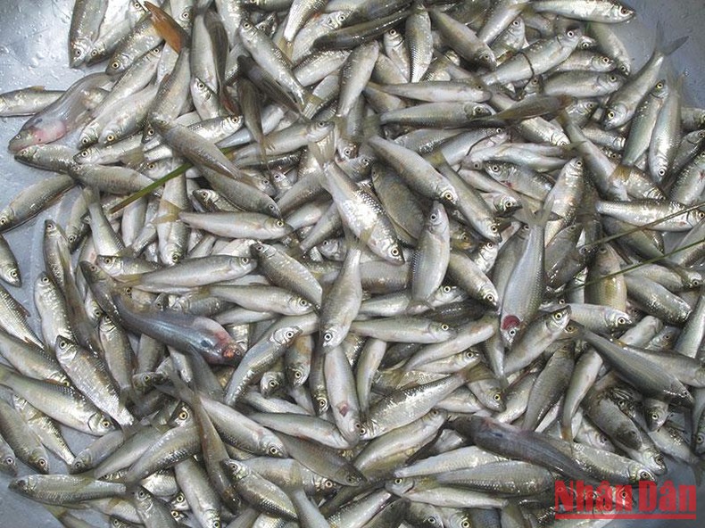 Đây là những loài cá cực ngon khi nước đồng rút ra sông, dân An Giang cứ bắt được là bán hết veo - Ảnh 3.
