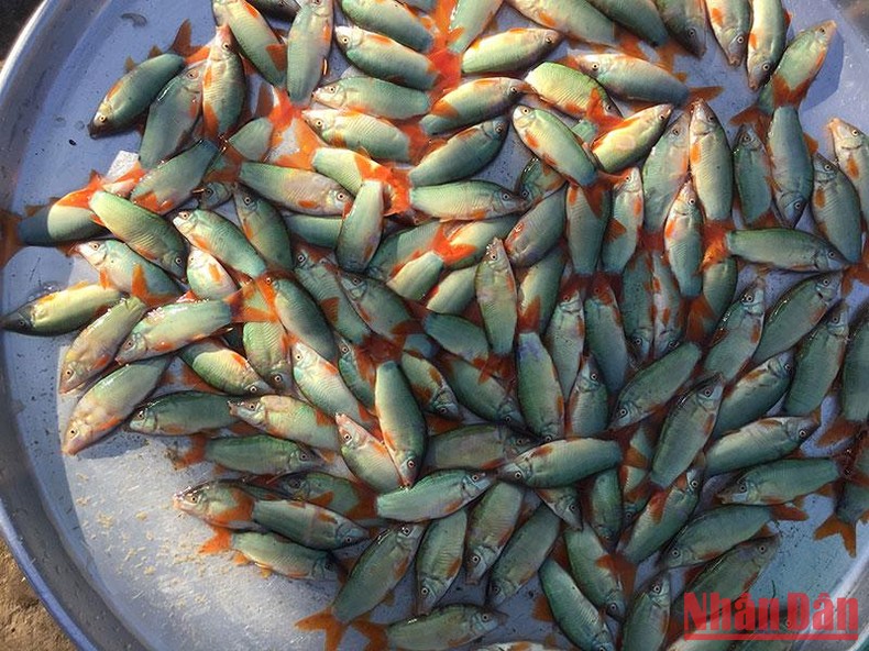 Đây là những loài cá cực ngon khi nước đồng rút ra sông, dân An Giang cứ bắt được là bán hết veo - Ảnh 4.