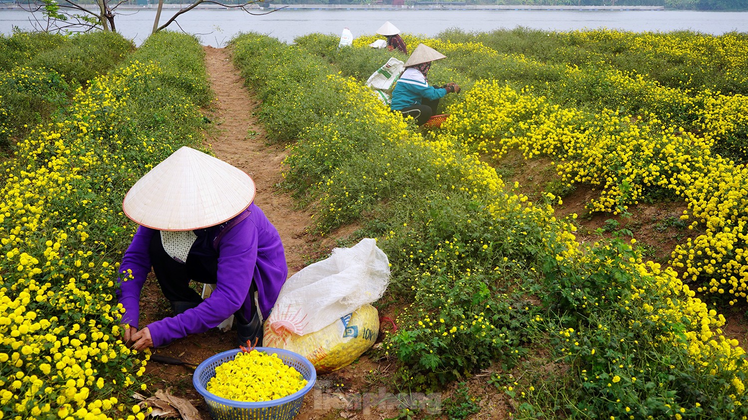 Bội thu khi dân bỏ cúc thường, trồng hoa cúc chi làm trà uống cùng mật ong - Ảnh 1.