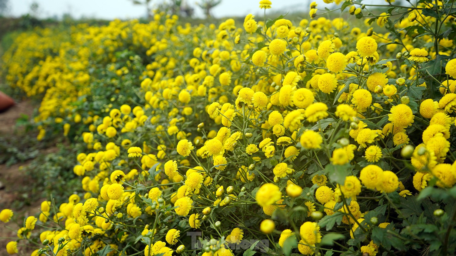 Bội thu khi dân bỏ cúc thường, trồng hoa cúc chi làm trà uống cùng mật ong - Ảnh 4.