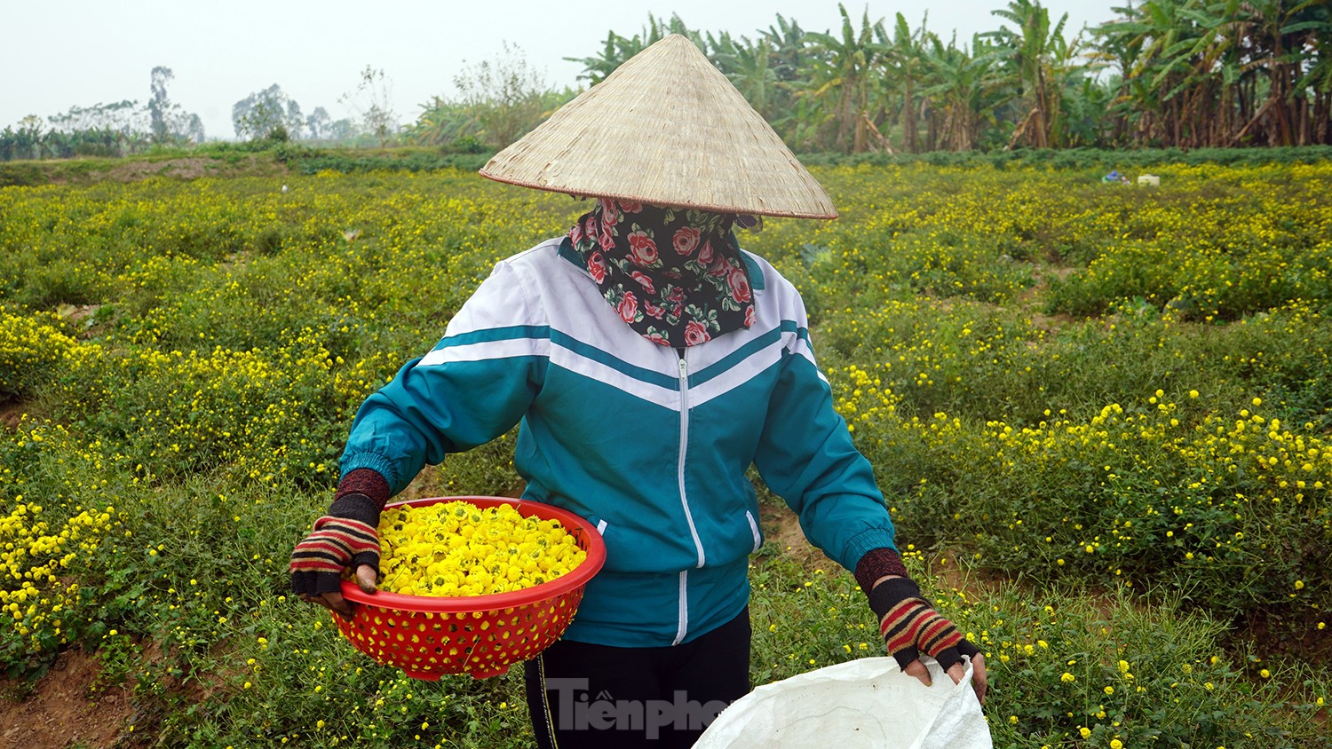 Bội thu khi dân bỏ cúc thường, trồng hoa cúc chi làm trà uống cùng mật ong - Ảnh 6.