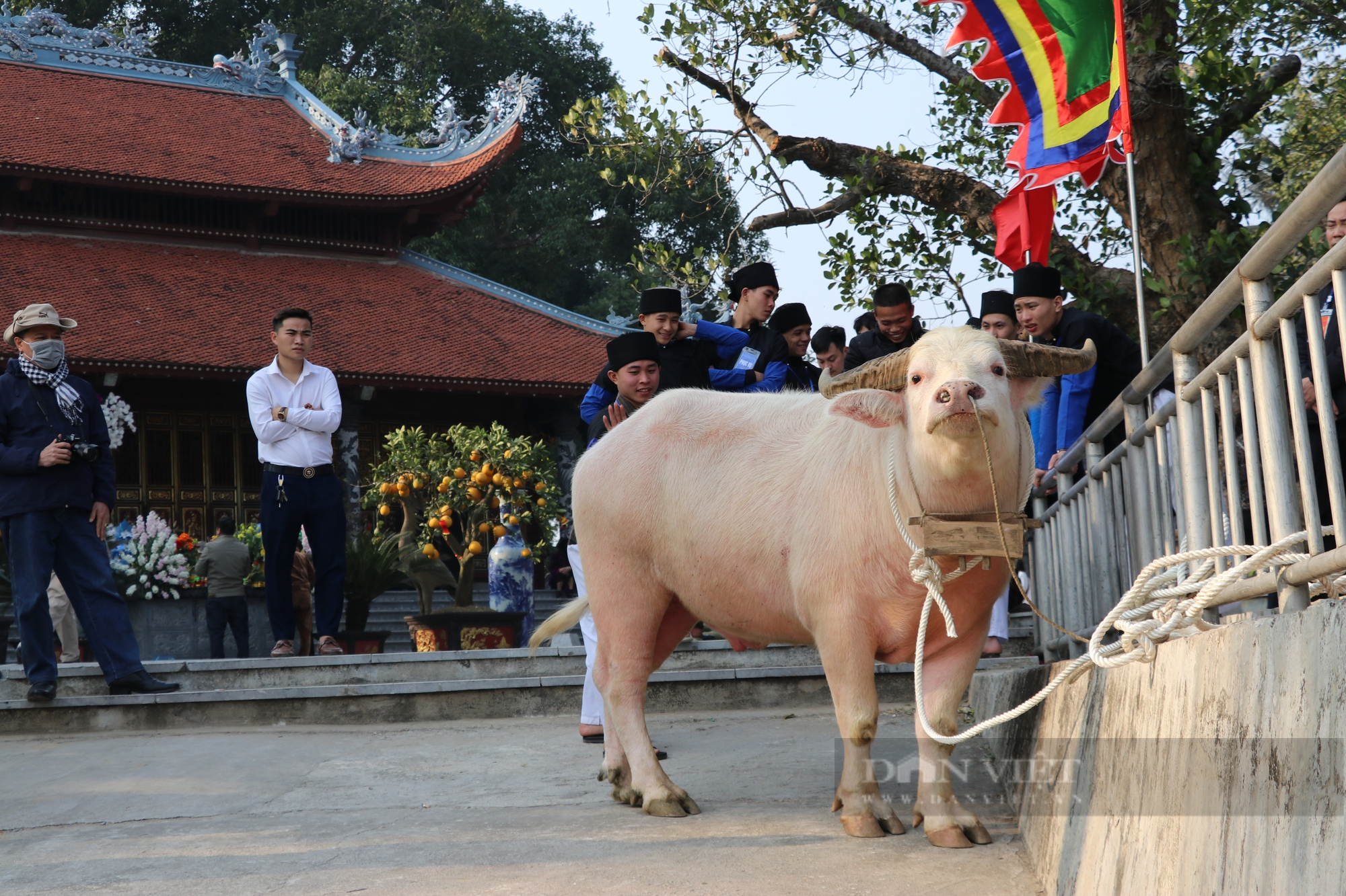 Lễ hội đền Đông Cuông (Văn Yên, Yên Bái) vì sao lại mổ trâu trắng vào 00 giờ sáng - Ảnh 5.