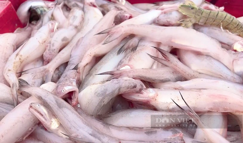 Ra khơi đầu năm, ngư dân Quảng Bình trúng đậm loài cá mềm như cháo, thu tiền triệu mỗi ngày - Ảnh 3.