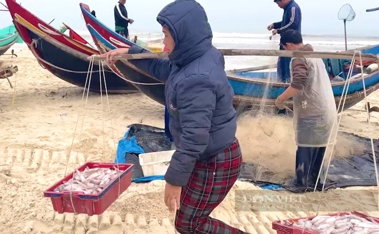Ra khơi đầu năm, ngư dân Quảng Bình trúng đậm loài cá mềm như cháo, thu tiền triệu mỗi ngày - Ảnh 4.