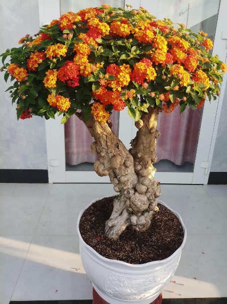 Từng là cây dại mọc đầy đường nay được &quot;lên đời&quot; thành bonsai hút khách chơi Tết Quý Mão 2023 - Ảnh 8.