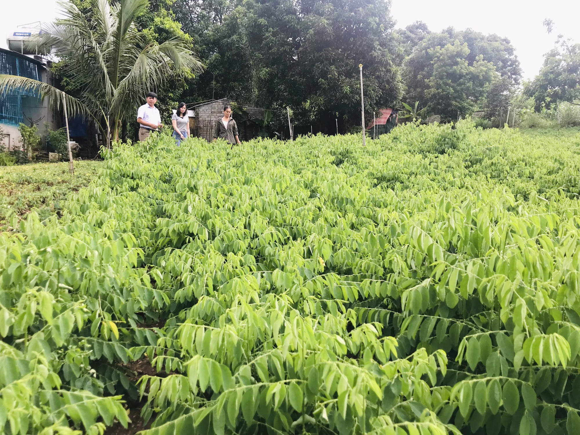 Trồng thứ rau đủ ẩm là mọc &quot;ầm ầm&quot;, tốt um tùm, ăn ngon, ngọt, lành các kiểu, nông dân Nghệ An rủng rỉnh tiền - Ảnh 3.