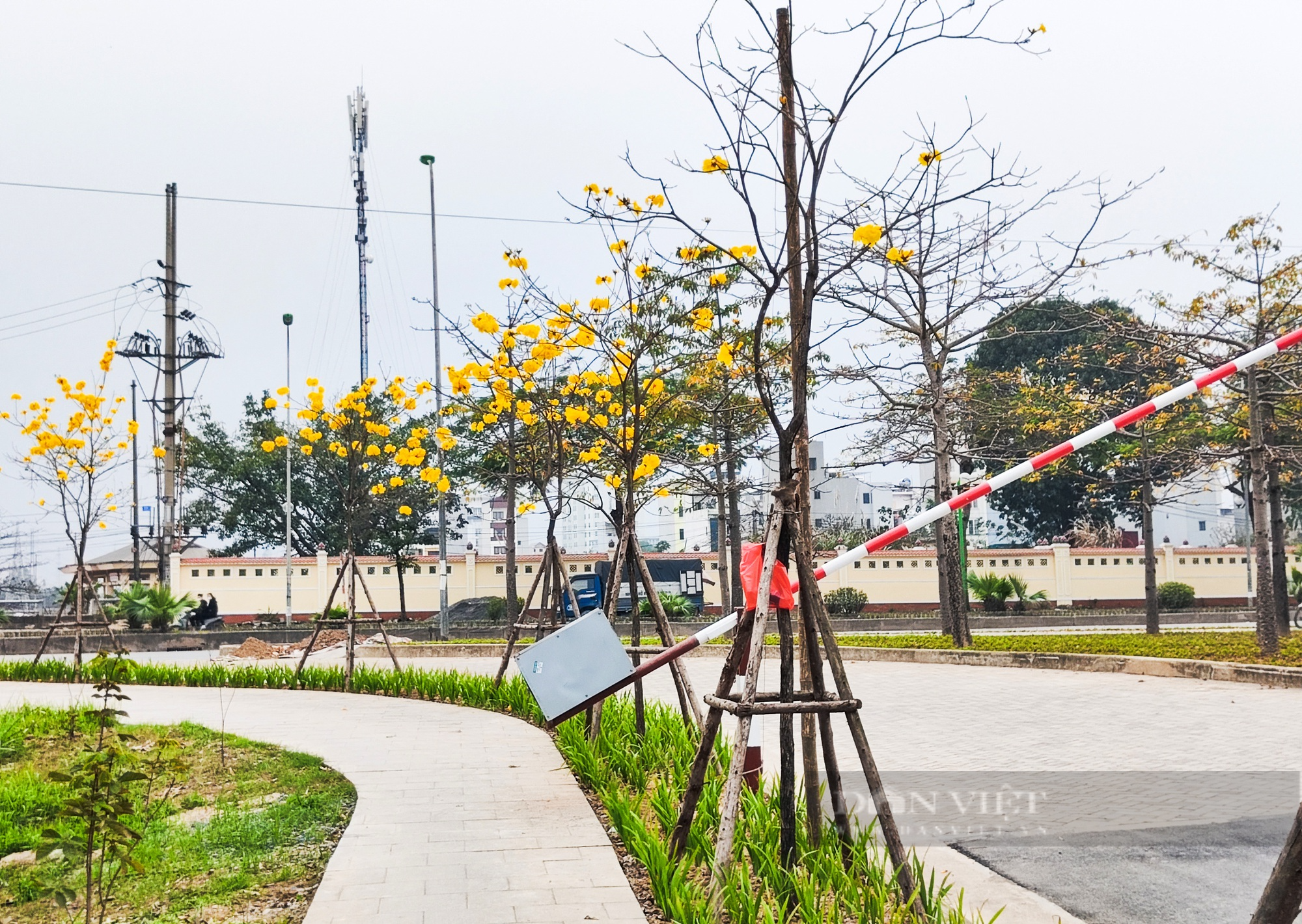 Vàng rực cả góc trời trên đường hoa phong linh lớn nhất Hà Nội - Ảnh 2.