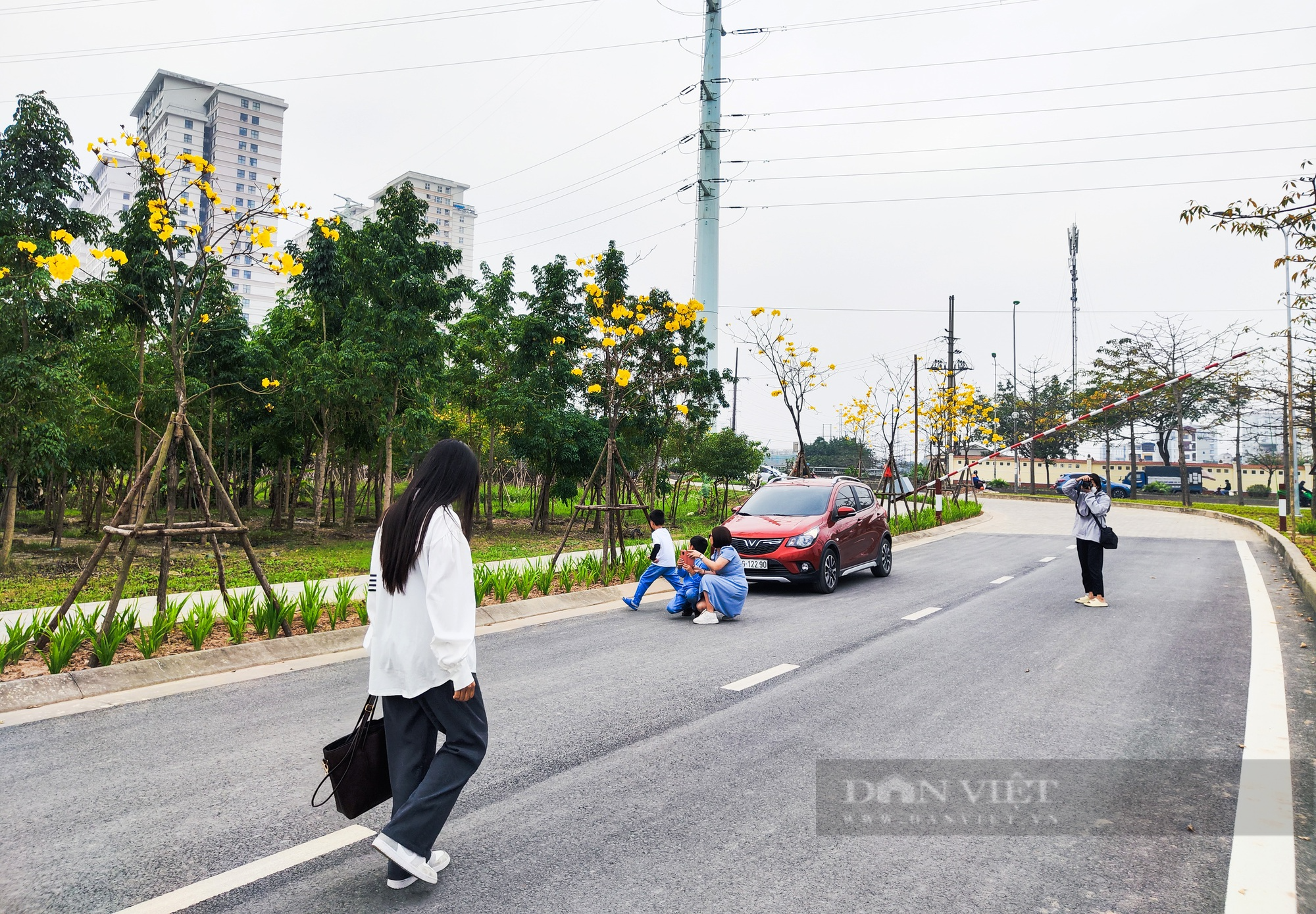 Vàng rực cả góc trời trên đường hoa phong linh lớn nhất Hà Nội - Ảnh 4.