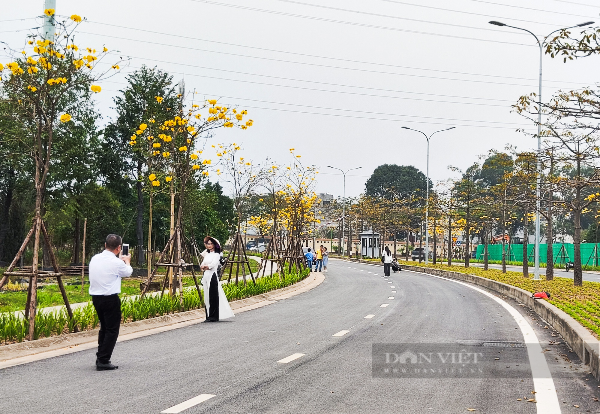 Vàng rực cả góc trời trên đường hoa phong linh lớn nhất Hà Nội - Ảnh 6.