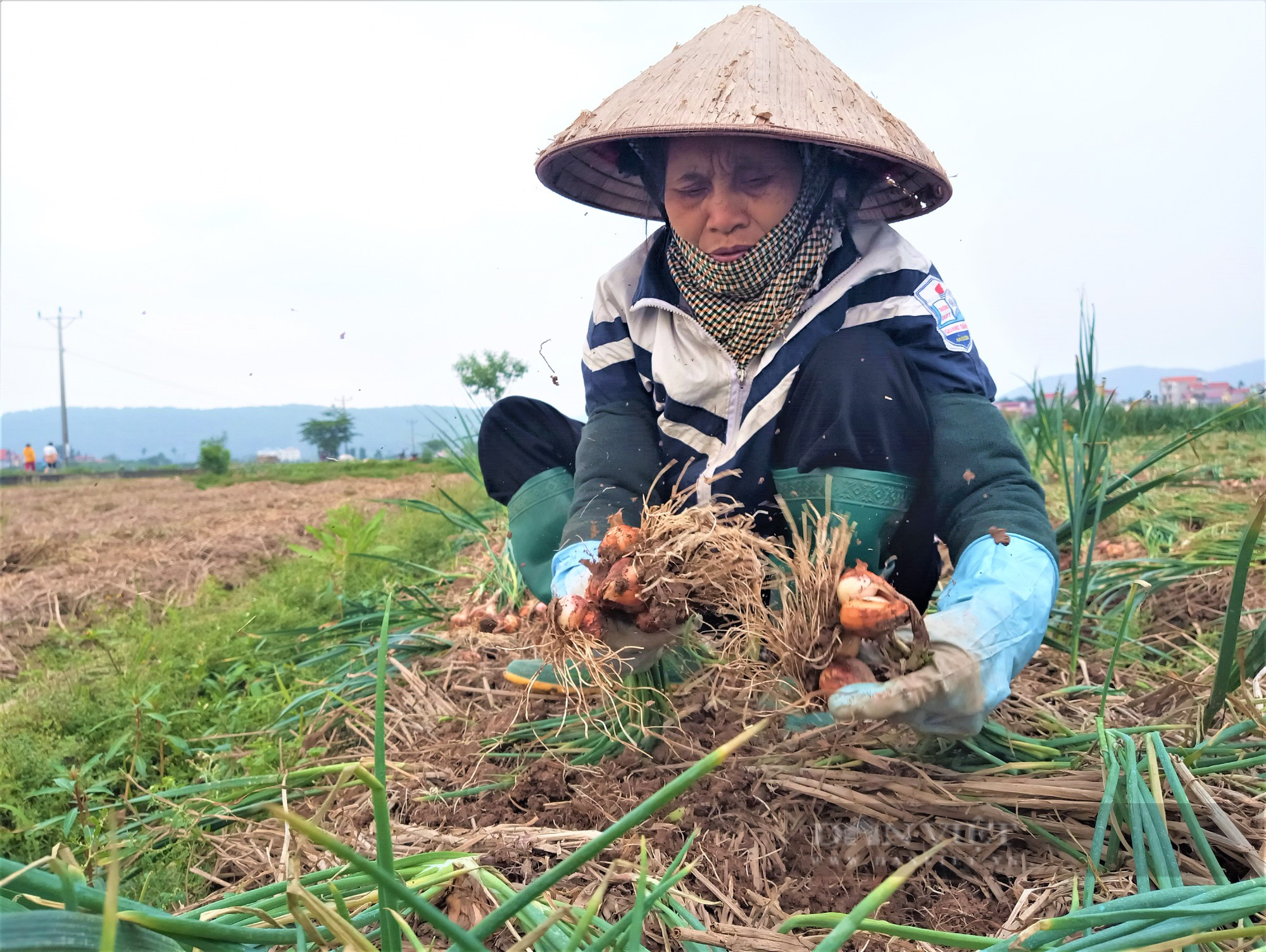 Nông dân nơi này ở Hải Dương, trồng củ hăng chảy nước mắt, khi thu hoạch lại tươi rói vì bán được giá cao - Ảnh 1.