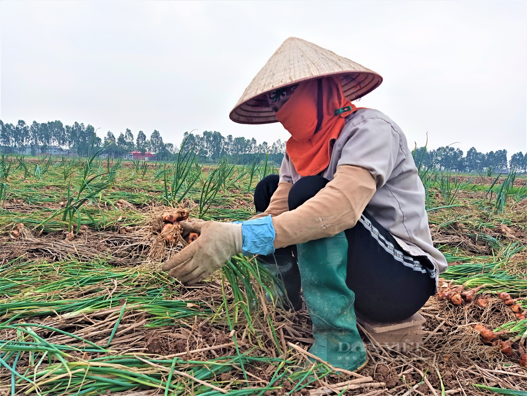 Nông dân nơi này ở Hải Dương, trồng củ hăng chảy nước mắt, khi thu hoạch lại tươi rói vì bán được giá cao - Ảnh 3.