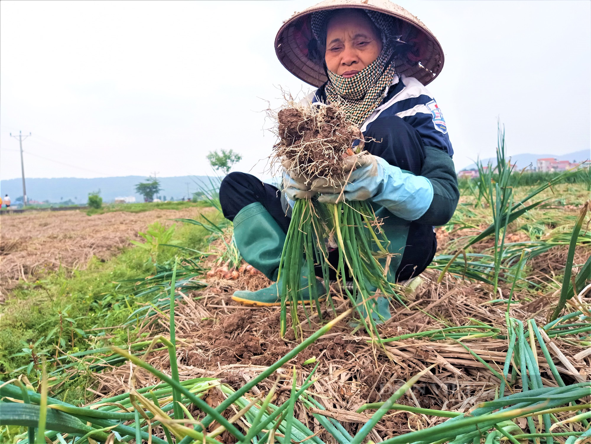 Nông dân nơi này ở Hải Dương, trồng củ hăng chảy nước mắt, khi thu hoạch lại tươi rói vì bán được giá cao - Ảnh 4.