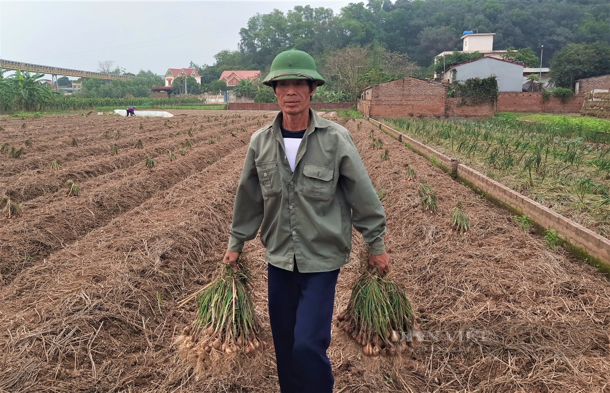 Nông dân nơi này ở Hải Dương, trồng củ hăng chảy nước mắt, khi thu hoạch lại tươi rói vì bán được giá cao - Ảnh 5.