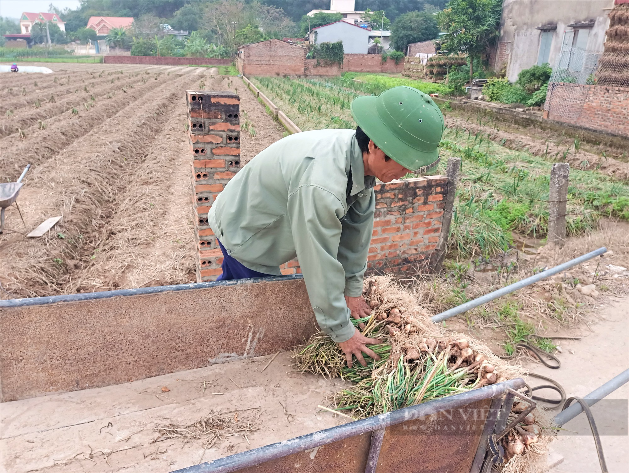 Nông dân nơi này ở Hải Dương, trồng củ hăng chảy nước mắt, khi thu hoạch lại tươi rói vì bán được giá cao - Ảnh 6.