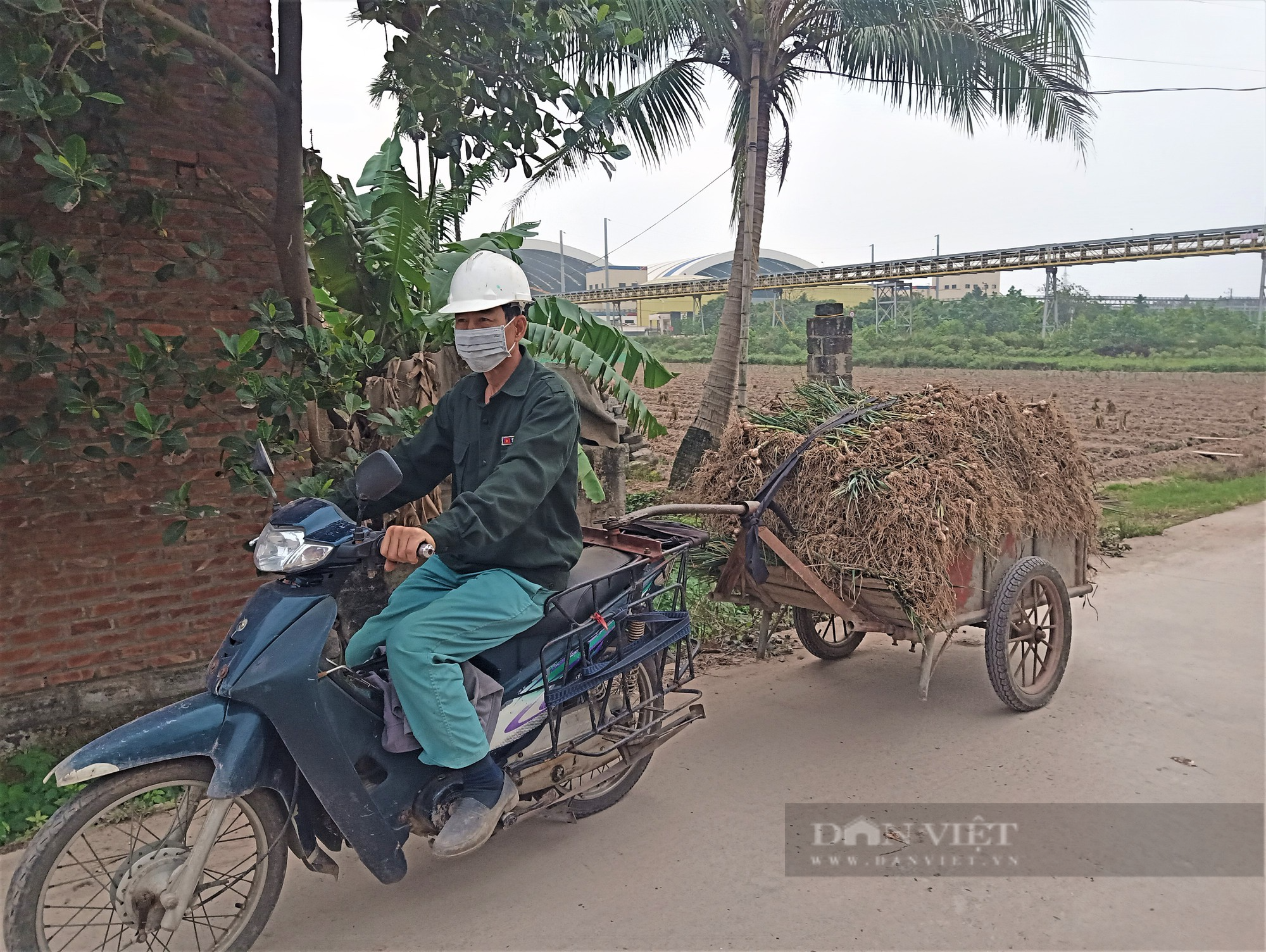 Nông dân nơi này ở Hải Dương, trồng củ hăng chảy nước mắt, khi thu hoạch lại tươi rói vì bán được giá cao - Ảnh 9.