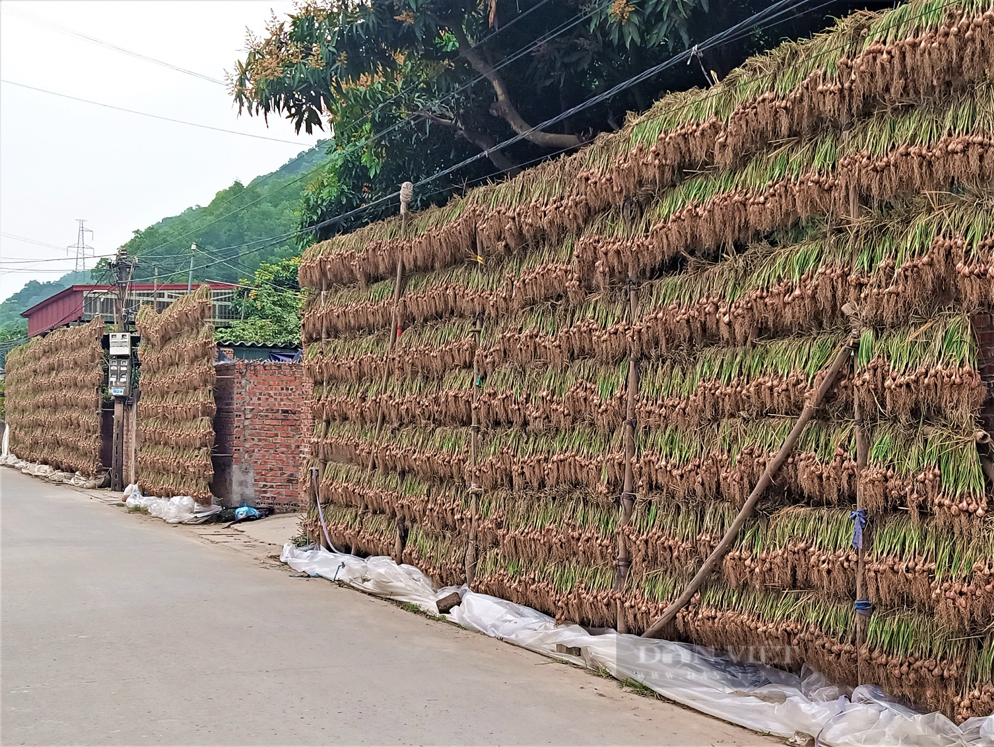 Nông dân nơi này ở Hải Dương, trồng củ hăng chảy nước mắt, khi thu hoạch lại tươi rói vì bán được giá cao - Ảnh 10.