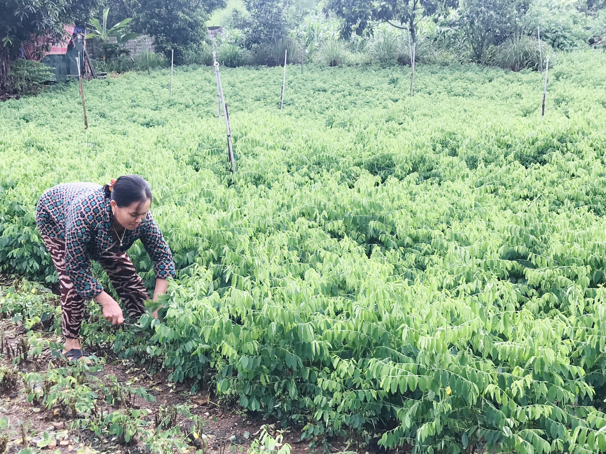 Trồng thứ rau đủ ẩm là mọc &quot;ầm ầm&quot;, tốt um tùm, ăn ngon, ngọt, lành các kiểu, nông dân Nghệ An rủng rỉnh tiền - Ảnh 1.