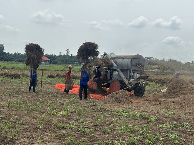 Trồng rau muống không phải để ăn mà lấy hạt, nông dân vùng biên Đồng Tháp được mùa, trúng giá - Ảnh 1.