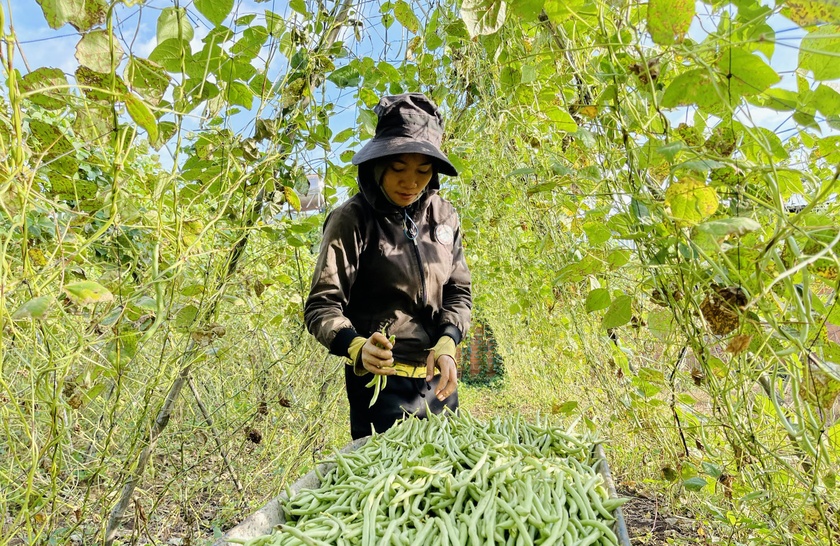 Cả làng ở Gia Lai khá giả nhờ trồng rau xanh, giàn đậu cô ve đẹp như phim, nhìn đâu cũng thấy trái - Ảnh 3.