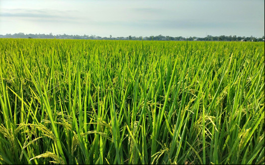 Đồng Tháp: Trồng lúa hữu cơ, chi phí giảm, lợi nhuận đảm bảo, nông dân khỏe - Ảnh 1.