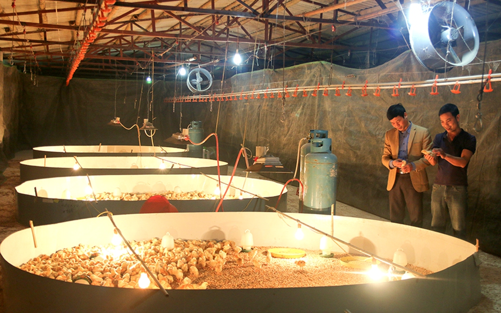 Một hợp tác xã ở Phú Thọ bán 80 tấn gà, thu nhập tiền tỷ mỗi tháng