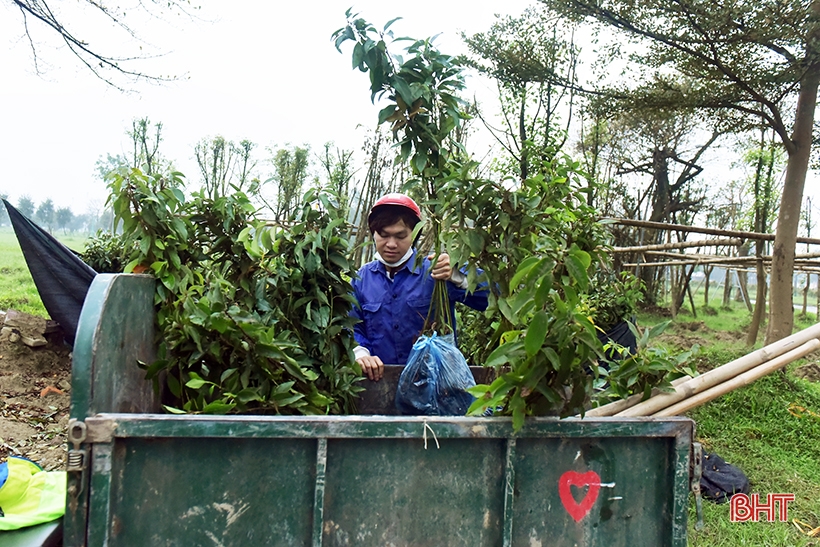  Một người dân tặng 5.000 cây xanh cho Công viên trung tâm thành phố Hà Tĩnh - Ảnh 2.