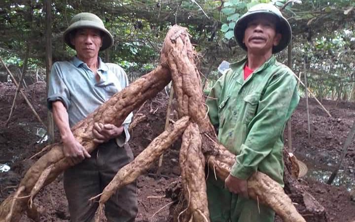 Một người dân ở Hải Dương đào được củ sắn dây khổng lồ, dài 2,5m, nhiều người tò mò đến xem