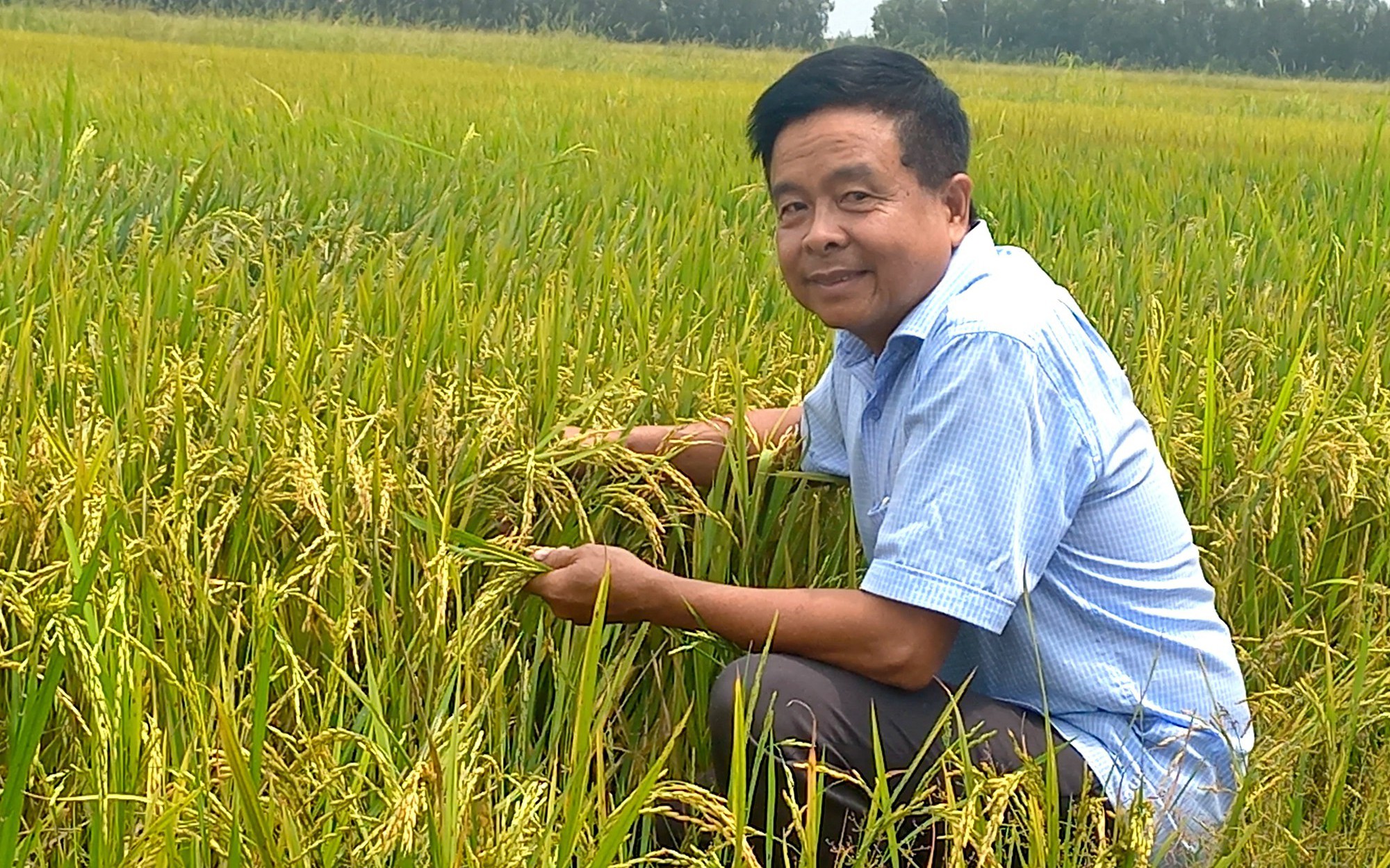 Bỏ chức giám đốc về trồng loại hạt xuất khẩu tỷ đô của Việt Nam, ông nông dân Kiên Giang lời tiền tỷ/vụ