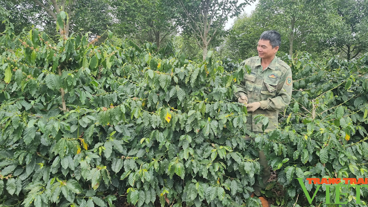 Sơn La: Hồi sinh hàng chục nghìn ha cà phê sau thu hoạch - Ảnh 4.