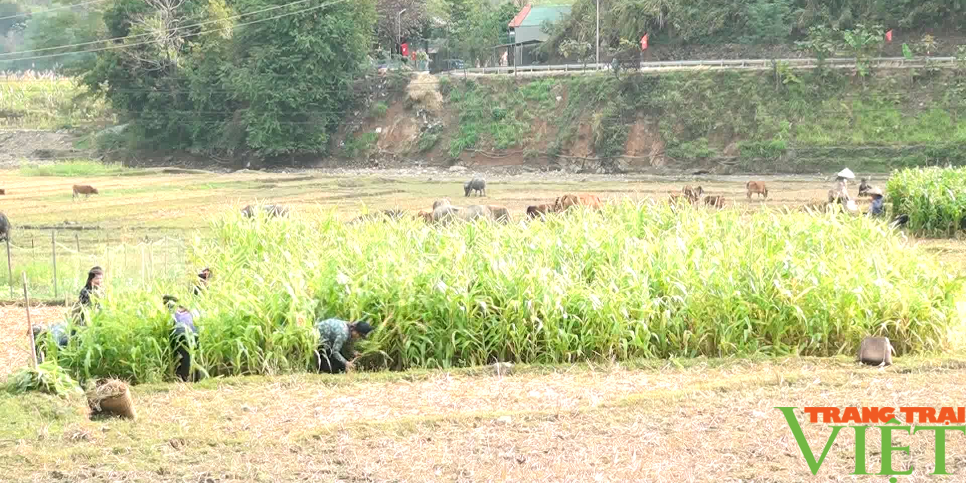 Bắc Yên (Sơn La): Sẵn sàng cho vụ xuân thắng lợi - Ảnh 5. Bắc Yên (Sơn La): Sẵn sàng cho vụ xuân thắng lợi - Ảnh 5.