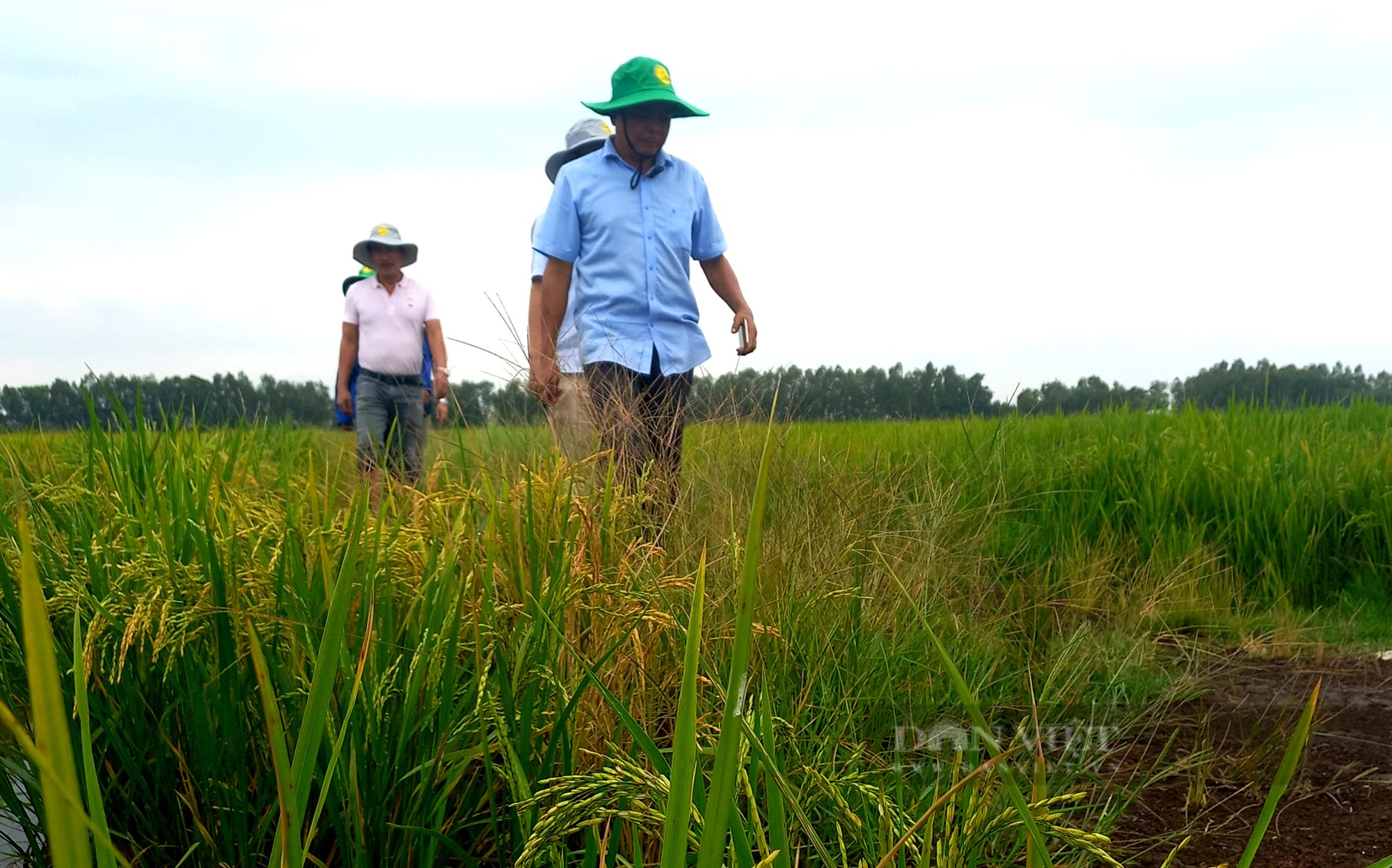 Bỏ làm giám đốc về trồng loại hạt xuất khẩu tỉ đô của Việt Nam, ông nông dân thu lợi hàng tỷ đồng/vụ - Ảnh 4.
