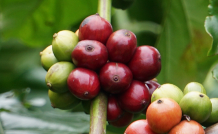 Giá cà phê Robusta nối tiếp đà tăng trên sàn giao dịch, cà phê nội chững giá - Ảnh 3.
