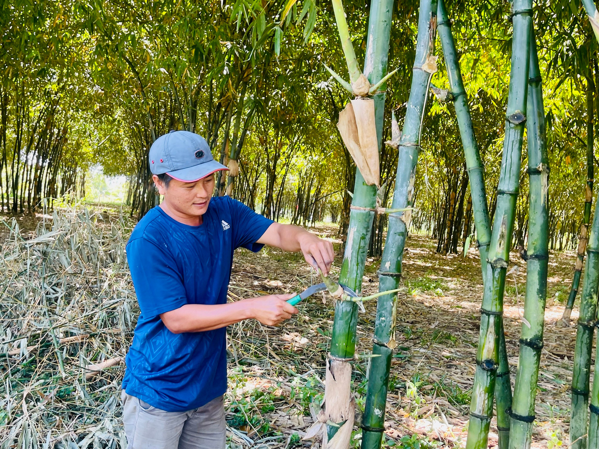 Planting bamboo forests as beautiful as movies, farmers here in Binh Thuan sell something from bamboo that make them rich?  - Photo 5.