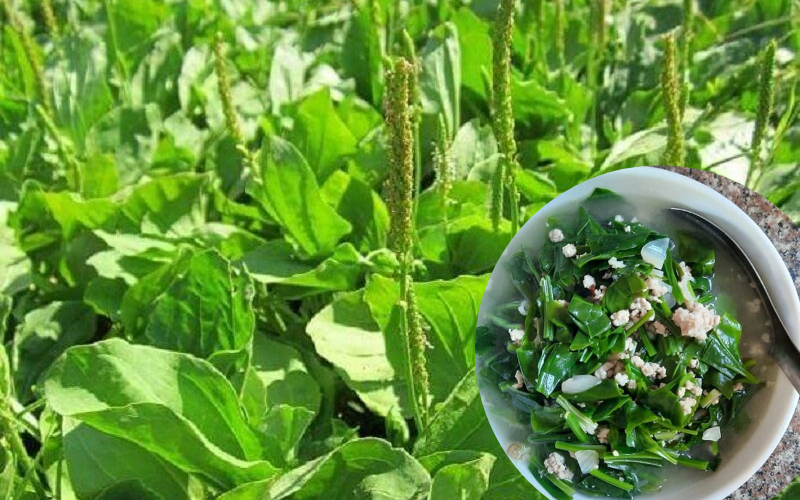 Loại rau dại không trồng, chẳng chăm mà mọc tốt um, được coi là vị thuốc quý trong Đông Y, chế biến nhiều món ngon