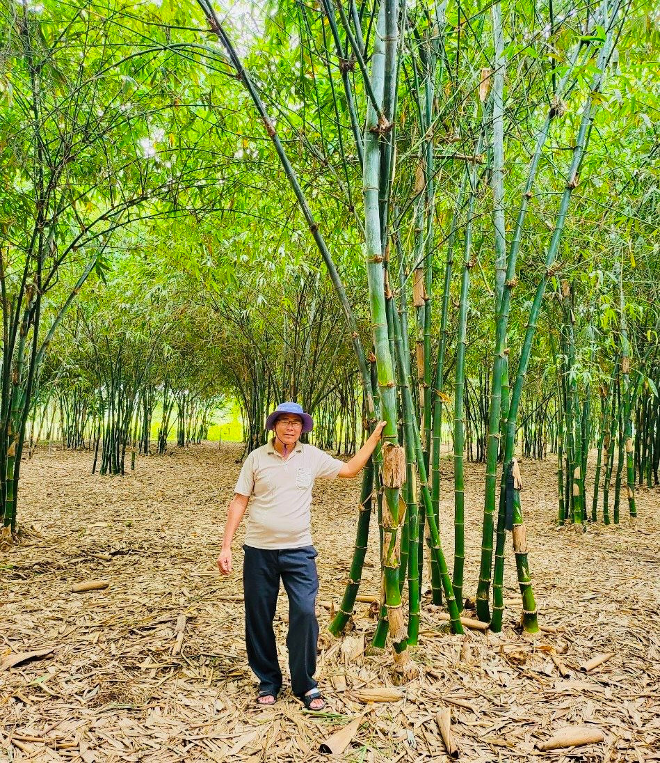 Trồng rừng tre đẹp như phim, nông dân nơi này ở Bình Thuận bán thứ gì từ cây tre mà giàu hẳn lên? - Ảnh 1.