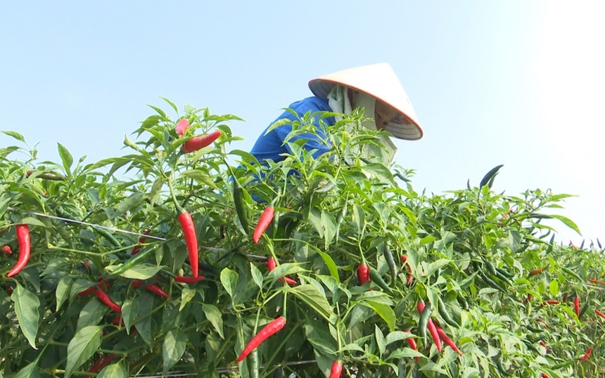 Nông dân ở huyện này giàu lên trông thấy nhờ trồng ớt xuất khẩu - Ảnh 3.