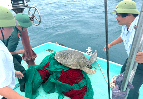 Nha Trang: Thả cá thể rùa nặng gần 1 tạ về biển - Ảnh 1.